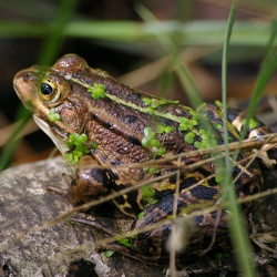 Amphibien
